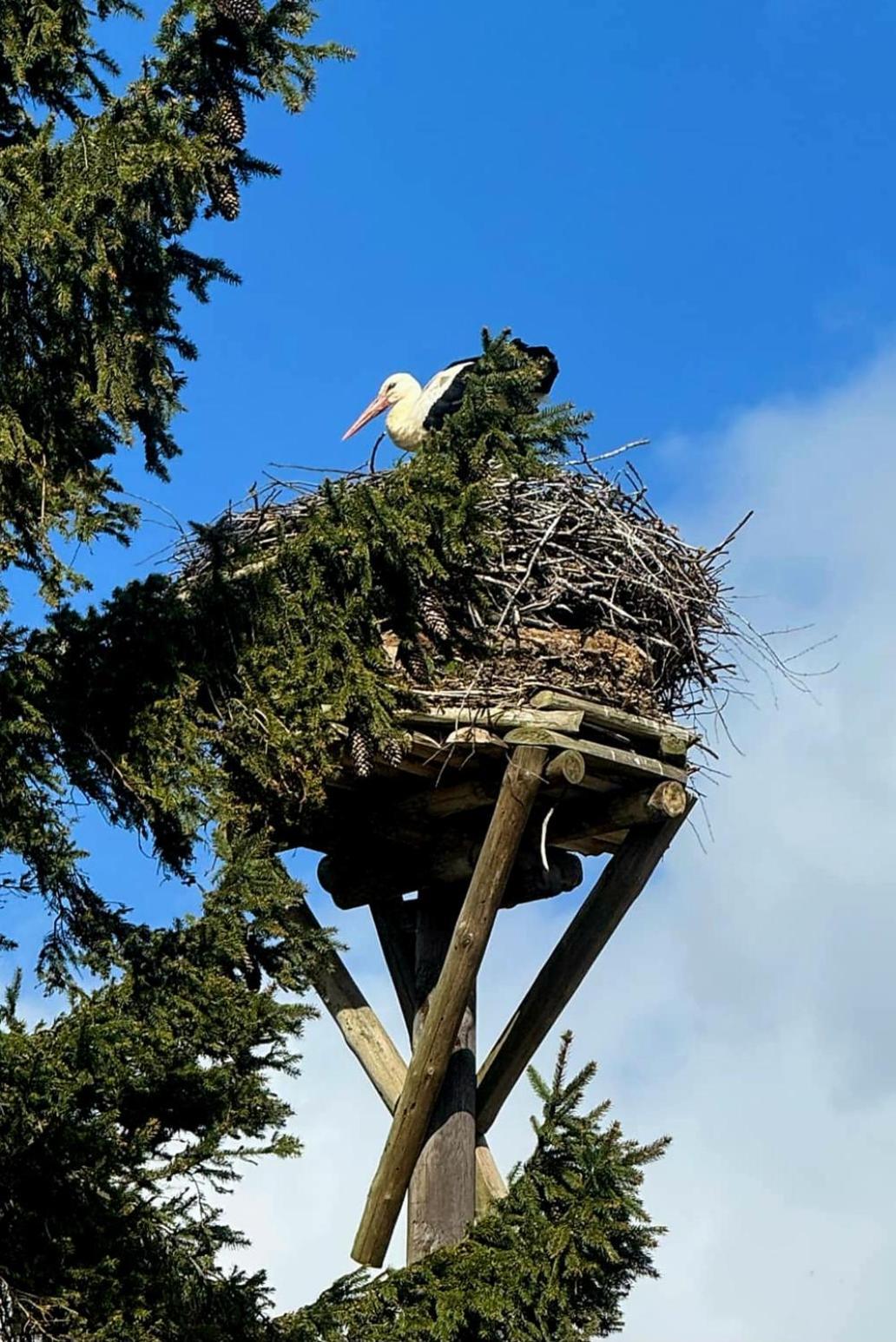 Stara Szkolas7 Noclegi,Mzajezierze 8 14-330 Mazury Małdyty Extérieur photo